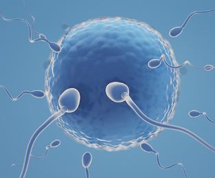 Fertility Preservation for Cancer Patients